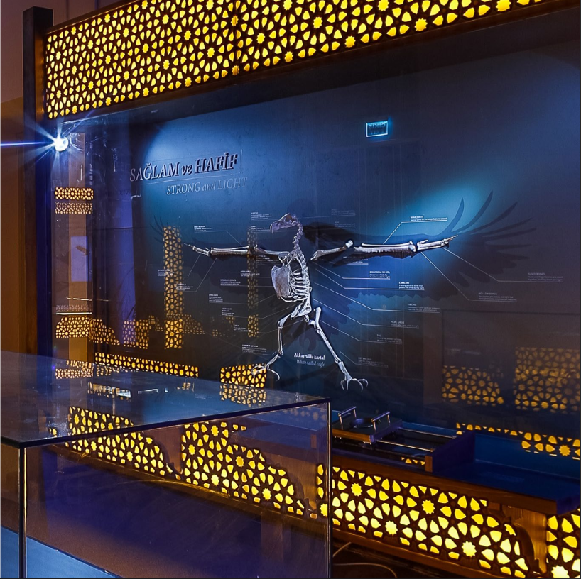Uçuşun Anatomisi